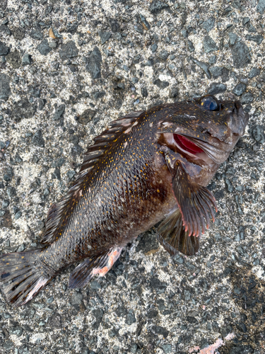 オウゴンムラソイの釣果