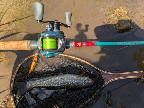 アメマスの釣果