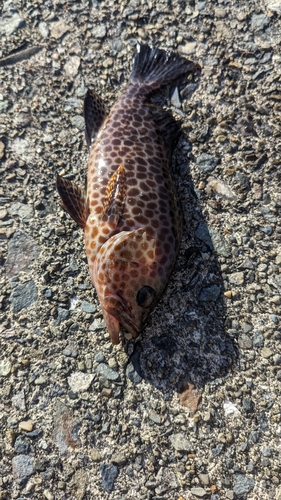 オオモンハタの釣果