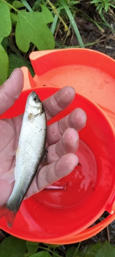 ウグイの釣果