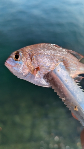 チャリコの釣果