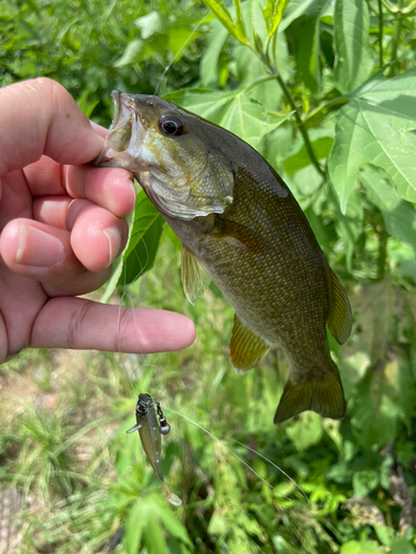 スモールマウスバスの釣果