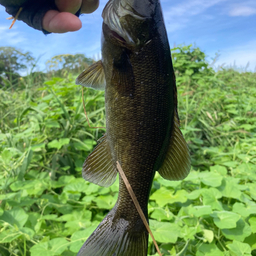 スモールマウスバス