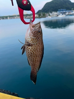 オオモンハタの釣果