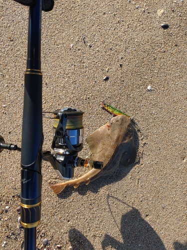 マゴチの釣果