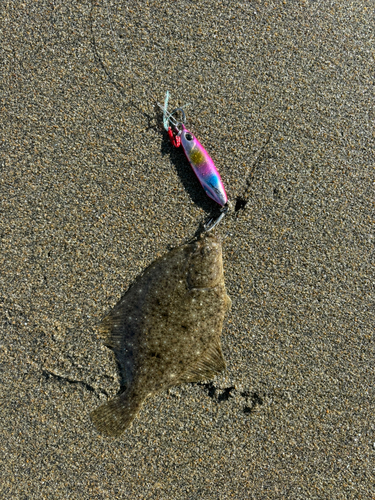 ヒラメの釣果