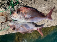 タイの釣果