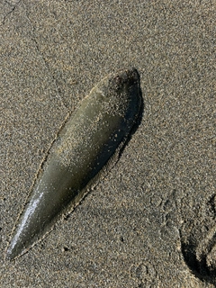 シタビラメの釣果