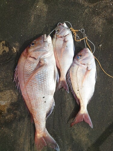 マダイの釣果