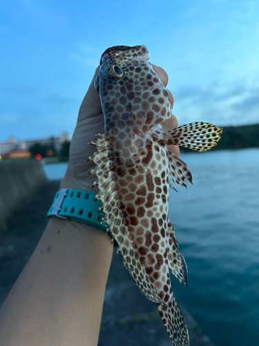 オオモンハタの釣果