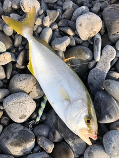 ショゴの釣果