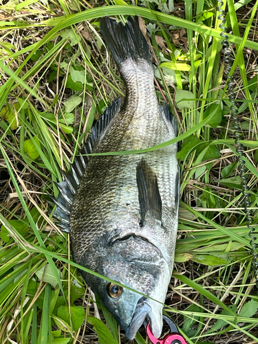 チヌの釣果