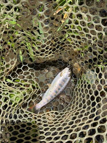 ヤマメの釣果