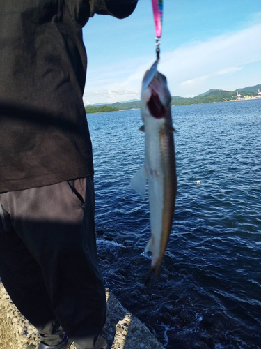 エソの釣果