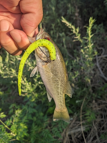 ラージマウスバスの釣果