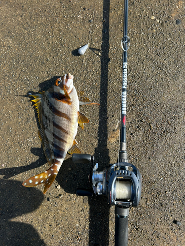 タカノハダイの釣果