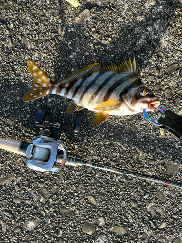 タカノハダイの釣果