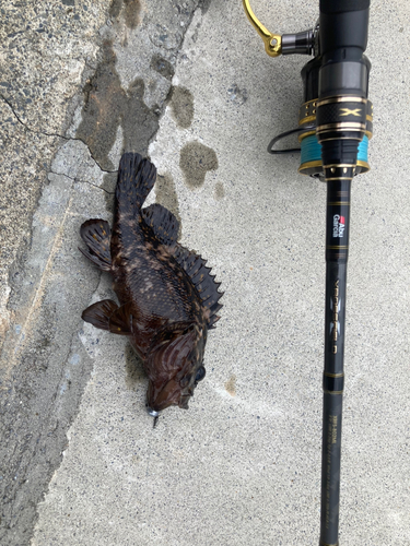 オウゴンムラソイの釣果