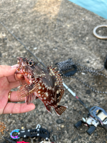 カサゴの釣果