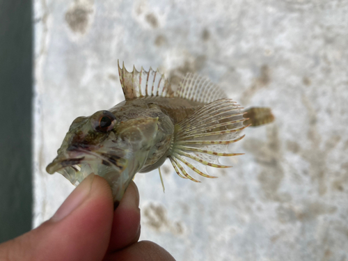 アナハゼの釣果