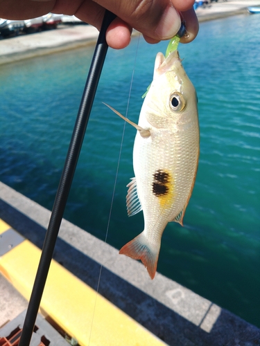 キンセンフエダイの釣果