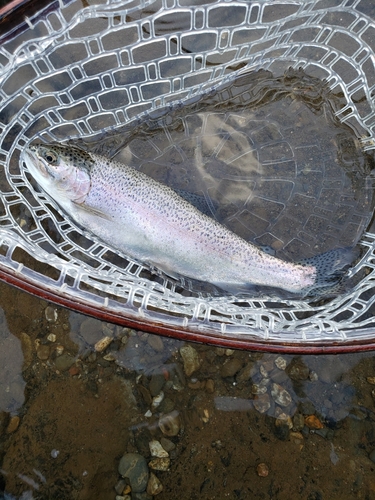 ニジマスの釣果