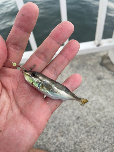 シロサバフグの釣果