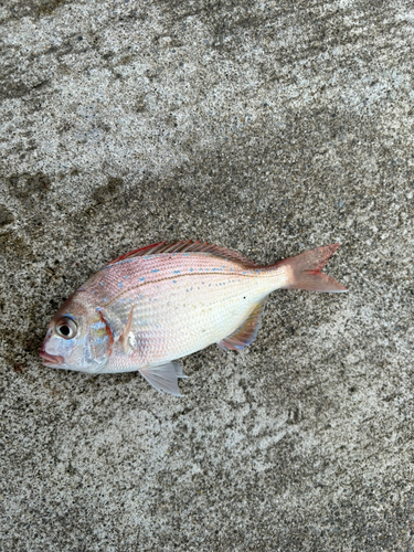 チダイの釣果