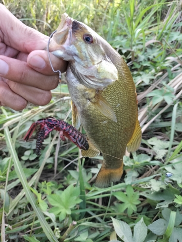 スモールマウスバスの釣果