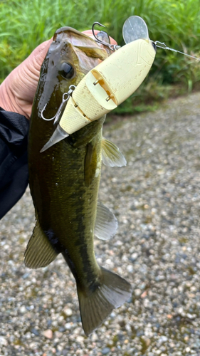 ラージマウスバスの釣果