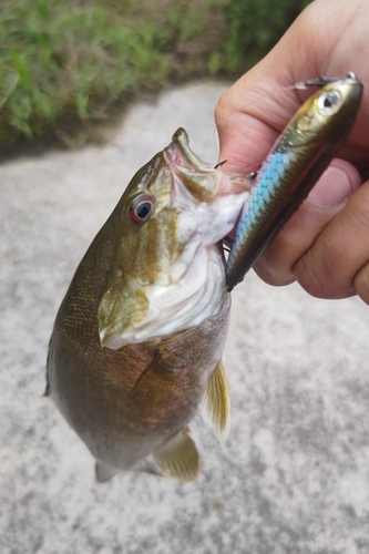 スモールマウスバスの釣果