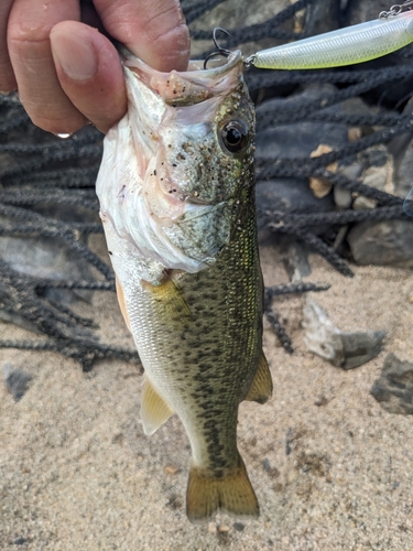 ラージマウスバスの釣果