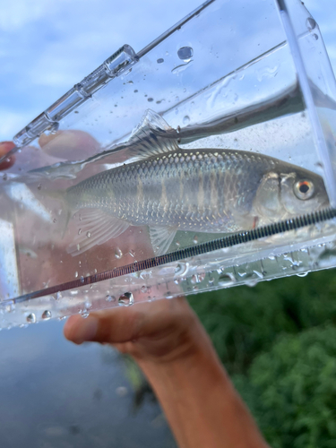 オイカワの釣果