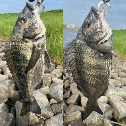 クロダイの釣果