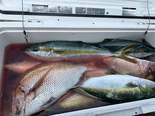 ヒラマサの釣果