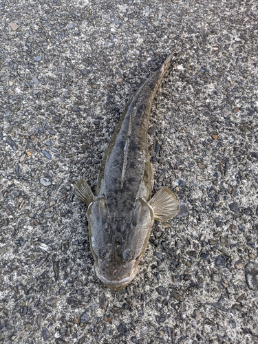 マゴチの釣果