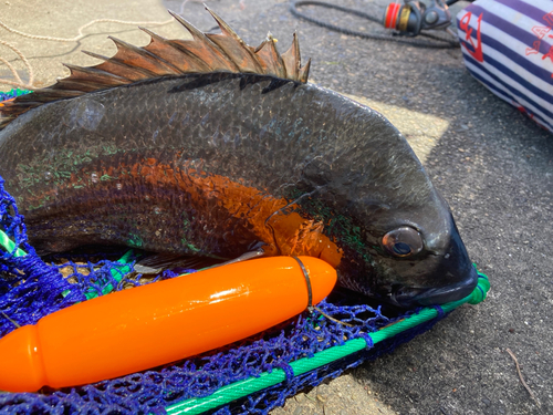 クロダイの釣果