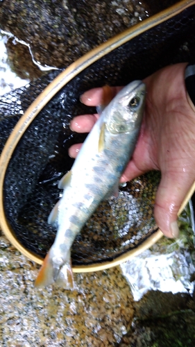 アマゴの釣果