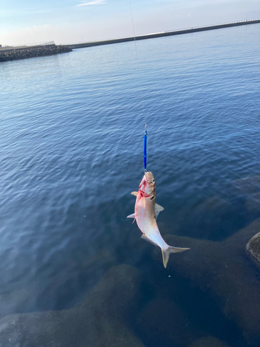 コノシロの釣果