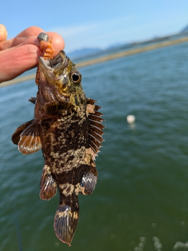 タケノコメバルの釣果