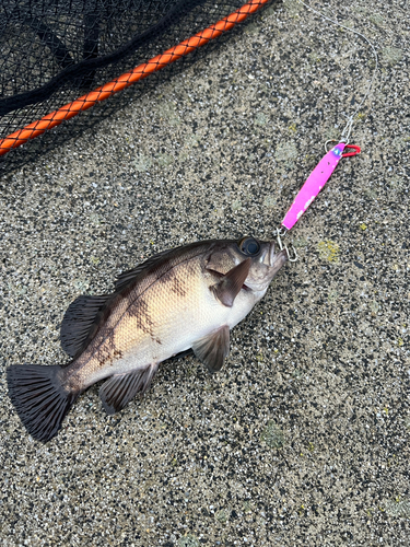 ワカシの釣果