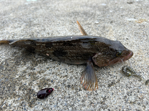 アイナメの釣果