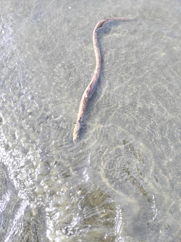 ホタテウミヘビの釣果