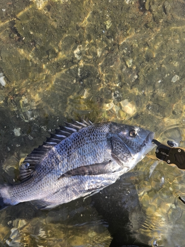 チヌの釣果