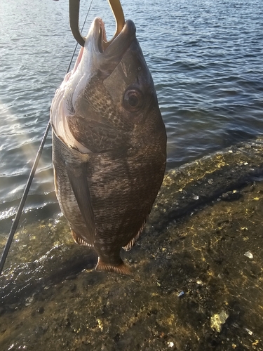 チヌの釣果