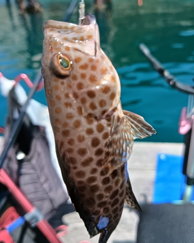 シオの釣果