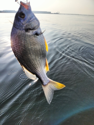 キビレの釣果