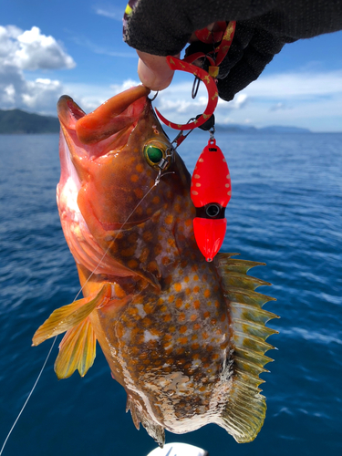 アコウの釣果