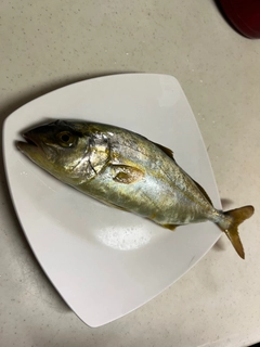 ショゴの釣果