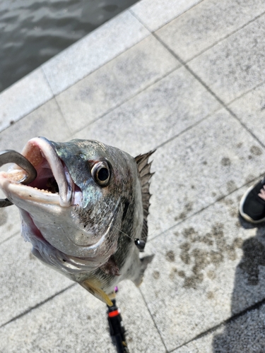 キビレの釣果